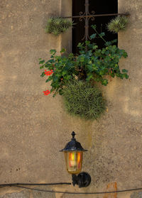 Close-up of potted plant