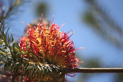 Close-up of red flowering plant