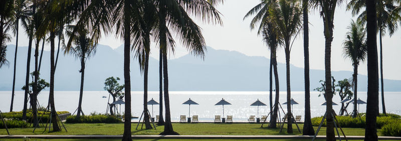 Scenic view of palm trees against sky