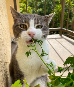 Close-up portrait of a cat