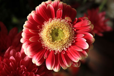 Close-up of flower blooming outdoors