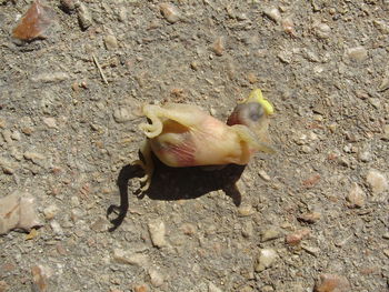 High angle view of crab on ground