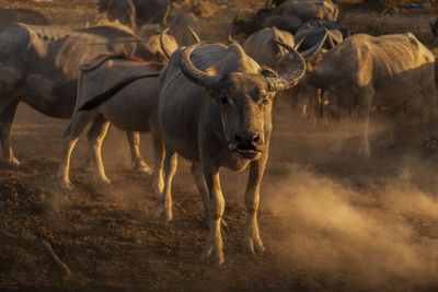 Buffaloes standing on land during sunset