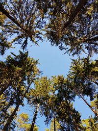 Low angle view of trees against clear sky