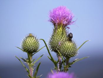 Low angle view of thistle blooming outdoors