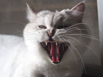 Close-up of cat yawning at home