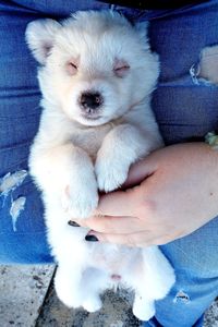 Close-up of woman holding puppy