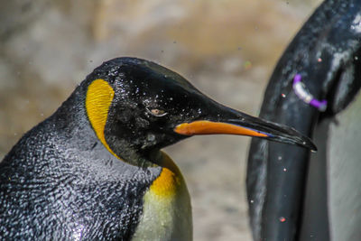 Close-up of wet bird