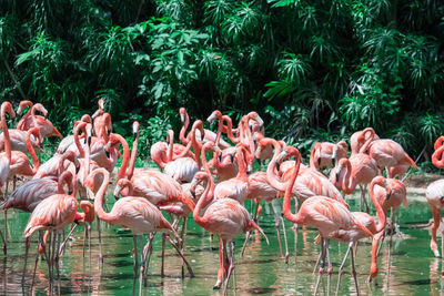 Flock of birds in lake