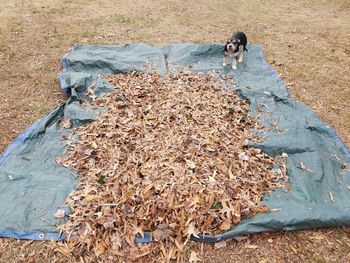 High angle view of dry leaves on field