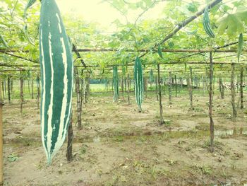 Trees in forest