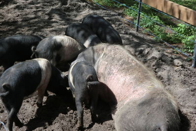 Dog resting on grassy field