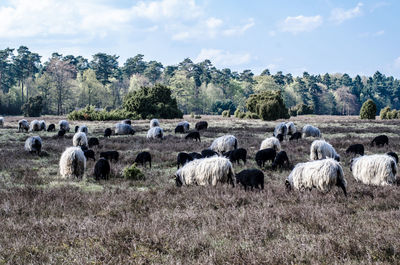 Hay bales on field