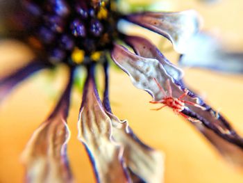 Close-up of insect on flower