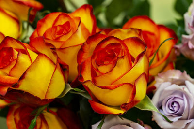 Close-up of rose bouquet