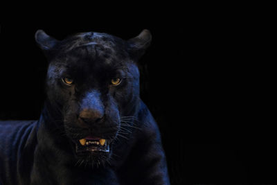 Close-up portrait of a black background