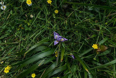 Close-up of purple flowers blooming in field