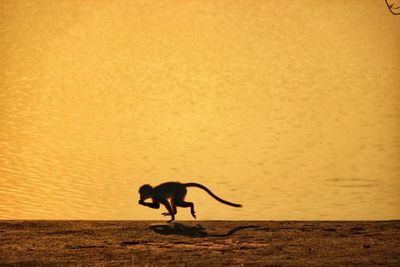 Side view of silhouette monkey running against backdrop of water