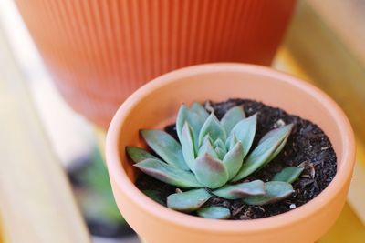 High angle view of potted plant on table