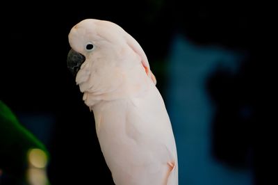 Close-up of cockatoo