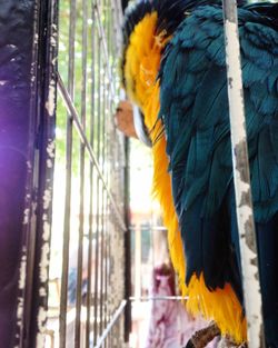 Close-up of a bird perching on wood