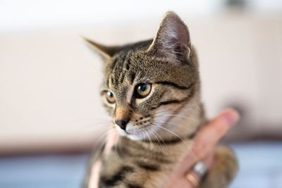 Close-up of hand holding cat