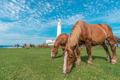 View of horses on landscape against blue sky