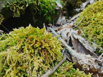 Moss growing on tree trunk