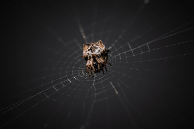 Close up a spider with spider web in outdoor and nature blurred background, selective focus.