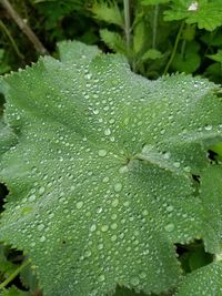 Close-up of water drops on leaf
