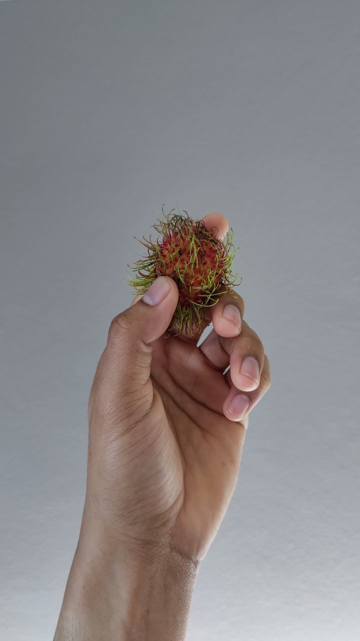 CLOSE-UP OF HAND HOLDING FLOWER