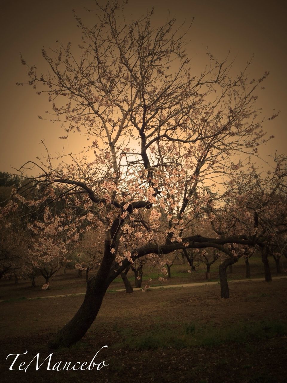 BARE TREES ON FIELD