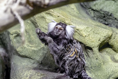 Full length of young woman sitting on rock at zoo
