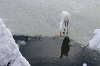 High angle view of swan swimming in lake