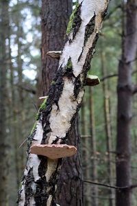 Close-up of tree trunk