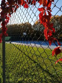 Plants on field seen through chainlink fence