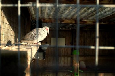 Bird perching in cage