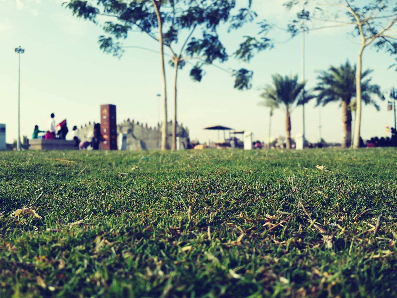 grass, field, tree, growth, lifestyles, leisure activity, sky, men, park - man made space, person, flower, nature, grassy, green color, lawn, clear sky, day, outdoors, incidental people