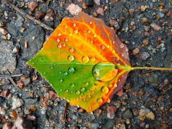 High angle view of raindrops on leaf