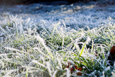 Close-up of frozen plants on land