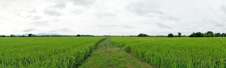 Scenic view of agricultural field against sky