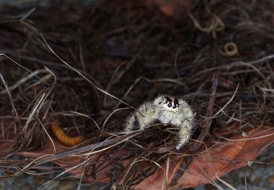 High angle view of snake