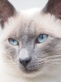 Close-up portrait of cat