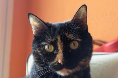 Close-up portrait of cat at home