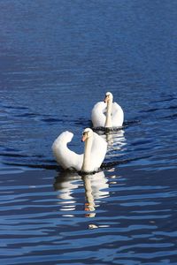 Swan swimming in lake