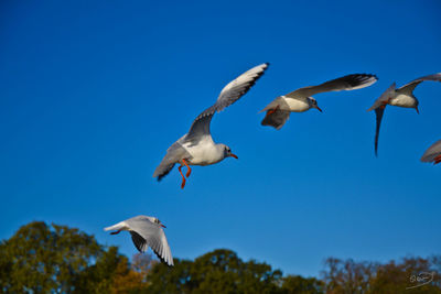 Low angle view of seagull flying against blue sky