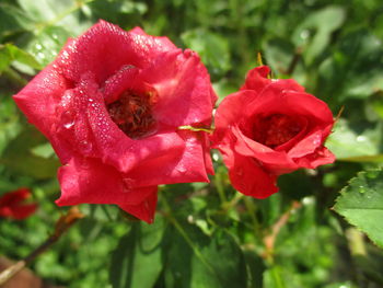 Close-up of wet red rose blooming outdoors