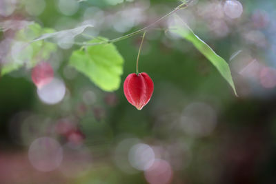 Close-up of strawberry growing on plant