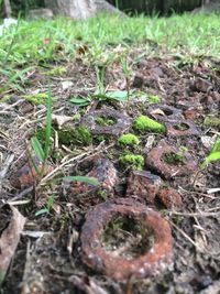 Close-up of plants growing on field