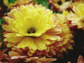 Close-up of yellow flower